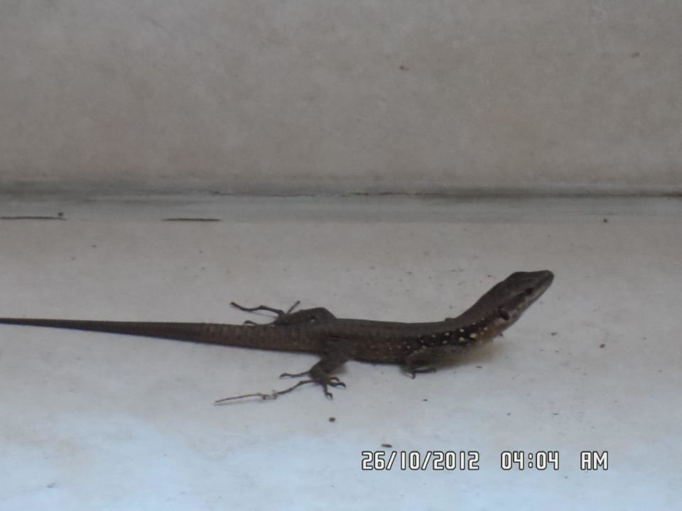 Haustier am Balkon Asteria Family Belek