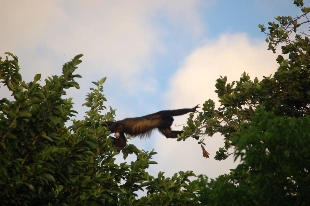 Haustiere Sandos Playacar Beach Resort