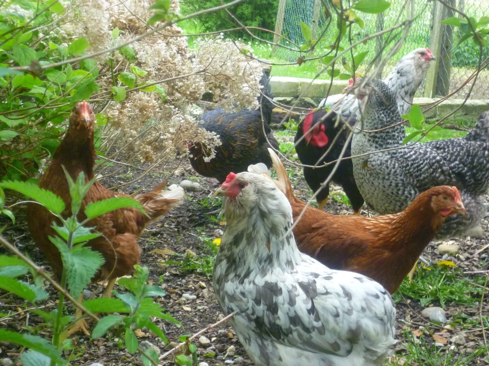 Sonstiges Ferienhof Uebelhör