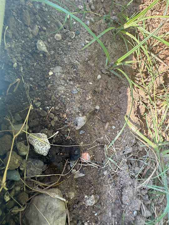 Gartenanlage Royal Wings Hotel