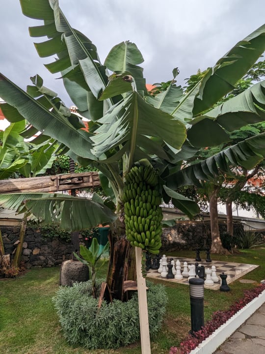 Gartenanlage Hotel Riu Garoe