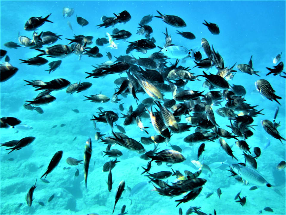 Sport & Freizeit Crystal Springs Beach Hotel