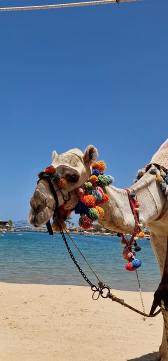 Sonstiges Desert Rose