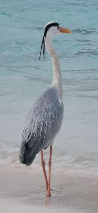 Ausblick NH Collection Maldives Reethi Resort