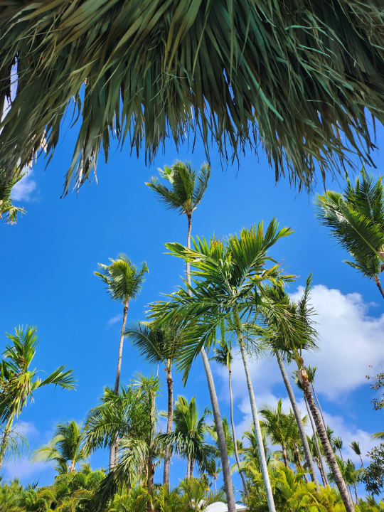 Sonstiges Hotel Grand Palladium Palace Resort, Spa & Casino