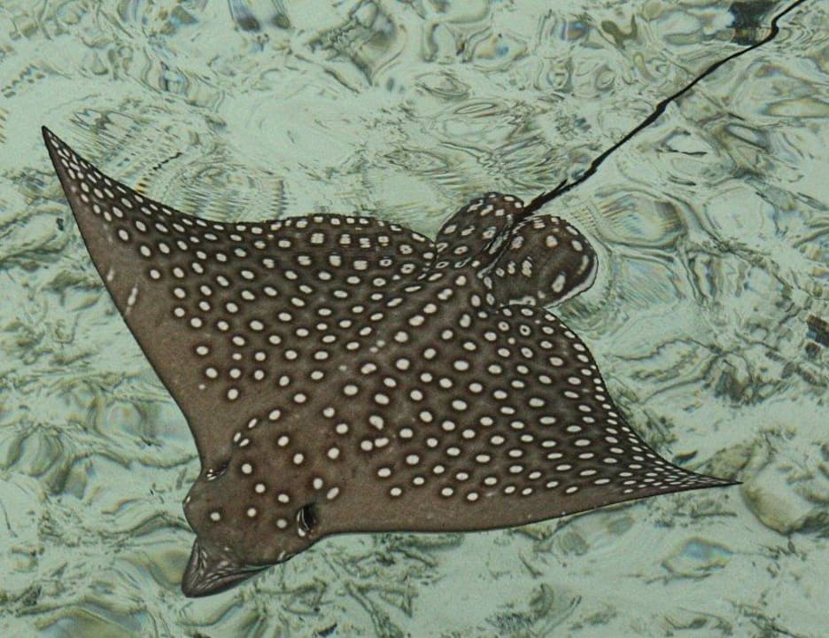 Rochen Adaaran Club Rannalhi - All Inclusive