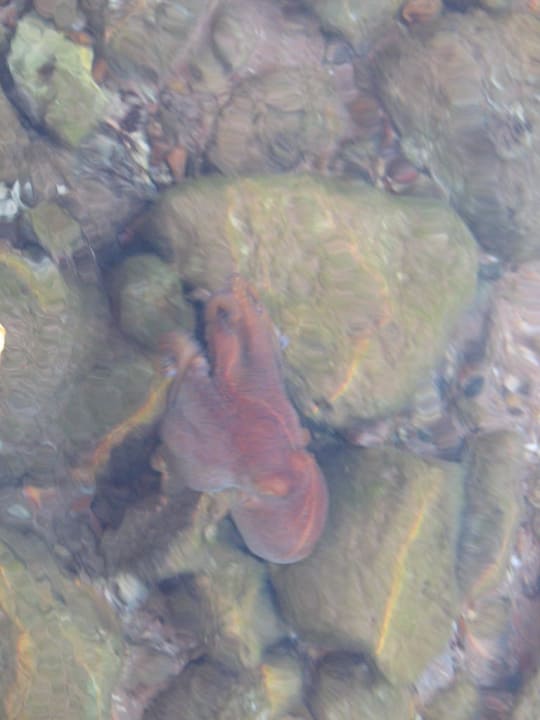 Osmiornica Pickalbatros Aqua Blu Resort - Sharm El Sheikh