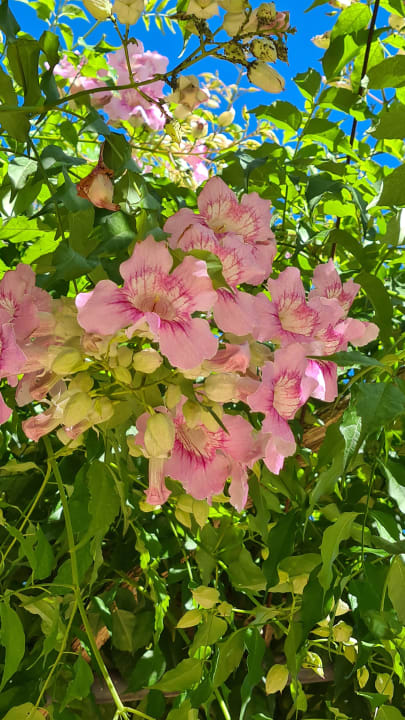 Gartenanlage VIVA Blue & Spa