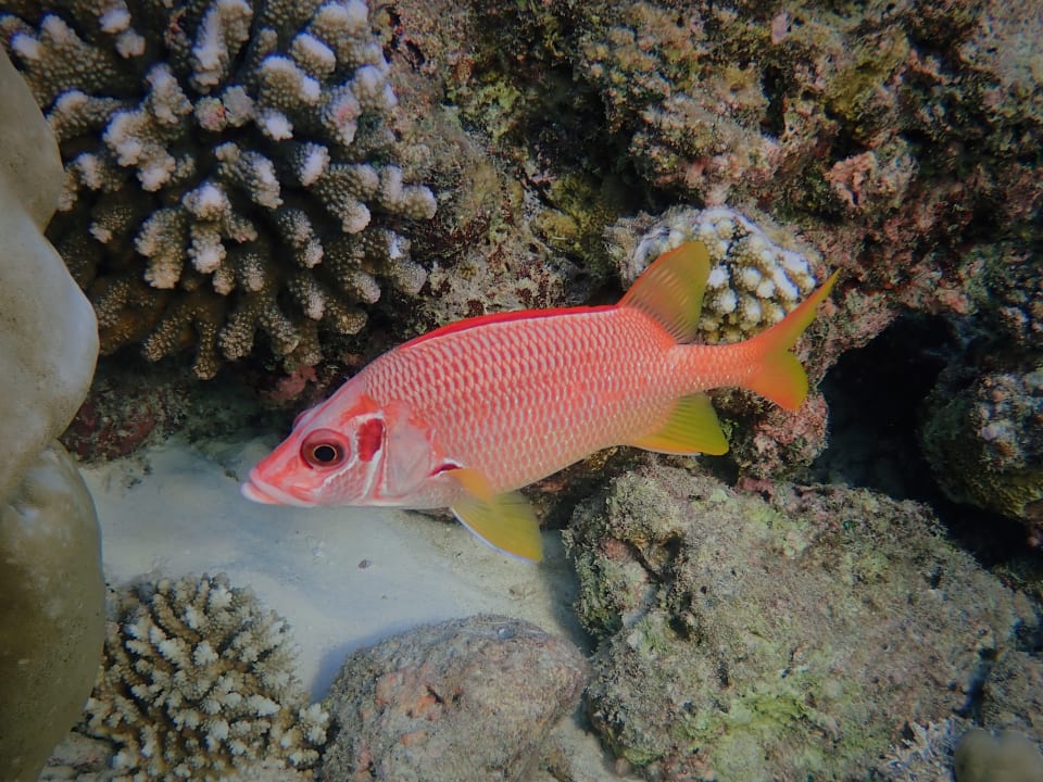 Sport & Freizeit Filitheyo Island Resort