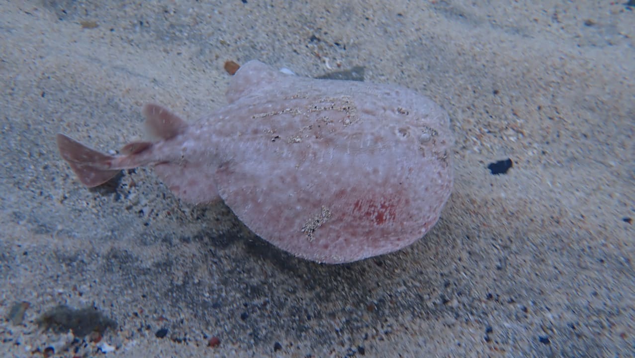 Sport & Freizeit Shams Alam Beach Resort