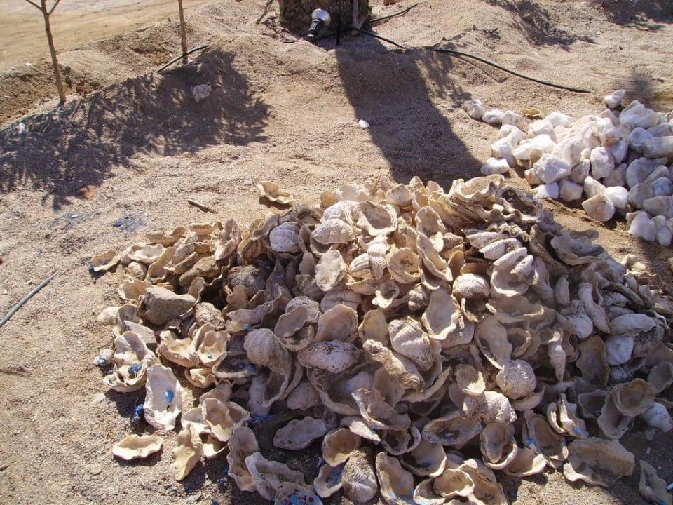 Conchiglie usate per decorare le aiuole Hotel Carnelia Beach Resort