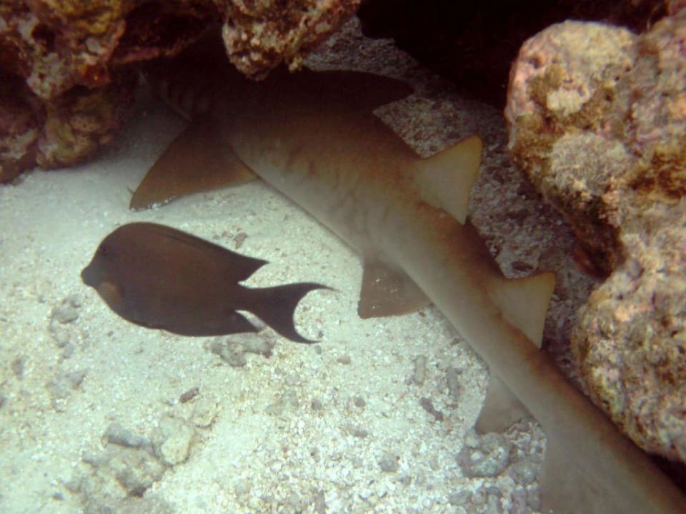 Ammenhai Summer Island Maldives