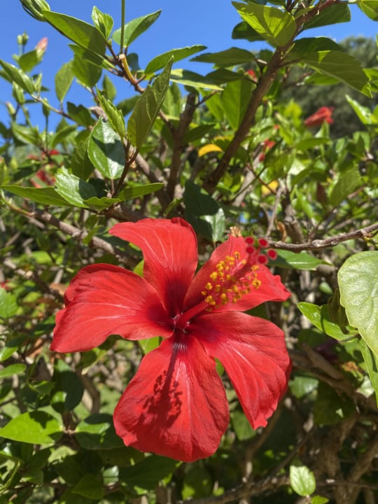 Gartenanlage BV Borgo del Principe