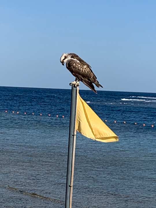Strand Steigenberger Coraya Beach - Adults only