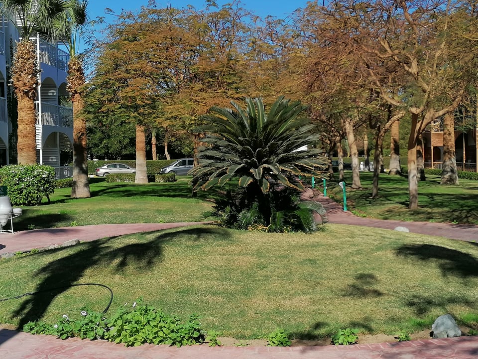 Gartenanlage Desert Rose