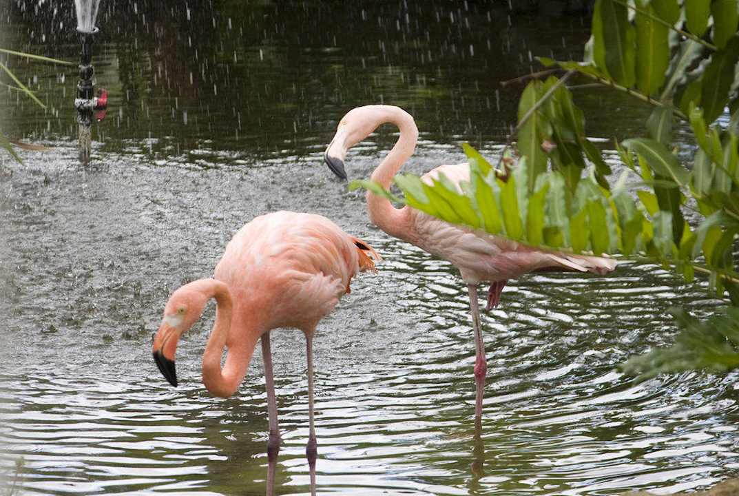 Teich Hotel Grand Palladium Palace Resort, Spa & Casino