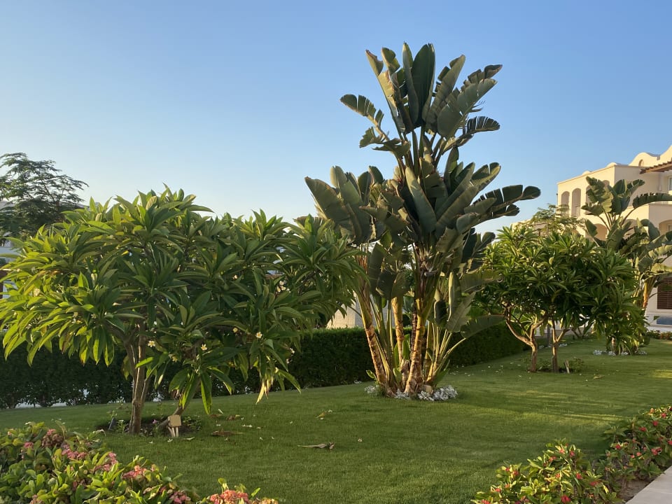 Gartenanlage Steigenberger Coraya Beach - Adults only