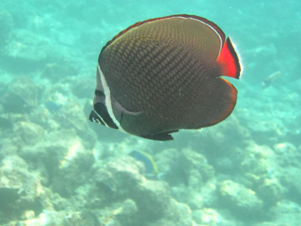 Halsband Falterfisch Adaaran Select Hudhuran Fushi - Premium All Inclusive