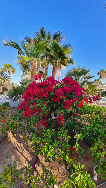 Gartenanlage Hotel Riu Gran Canaria