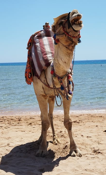 Strand Imperial Shams Abu Soma