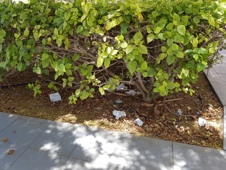 Gartenanlage SBH Hotel Taro Beach