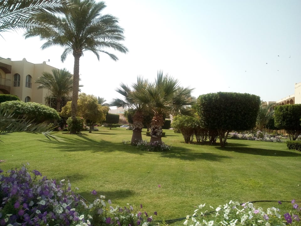 Gartenanlage Desert Rose