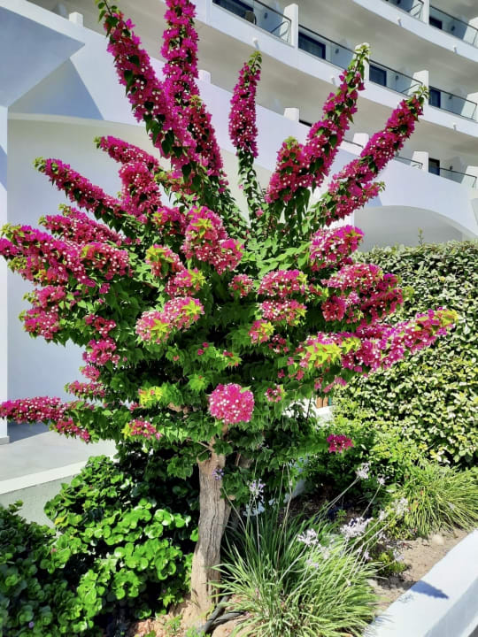 Gartenanlage TUI BLUE Lindos Bay