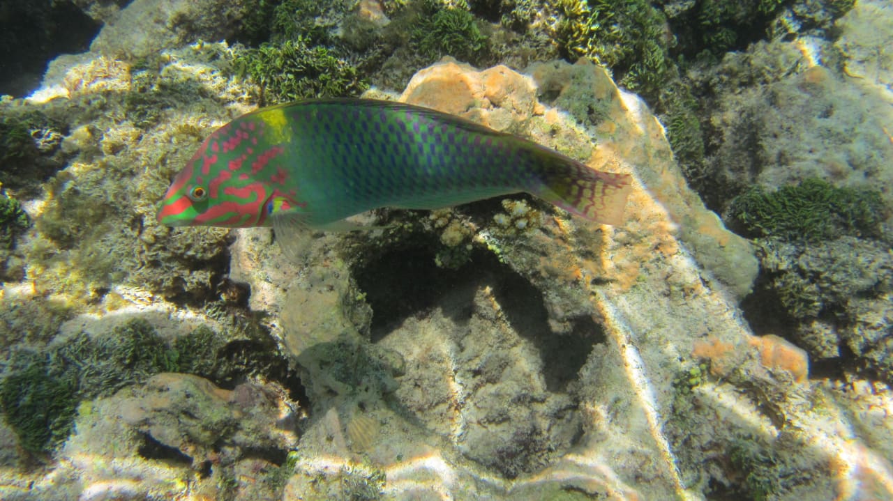 Unterwasserwelt - Hausriff Meeru Maldives Resort Island