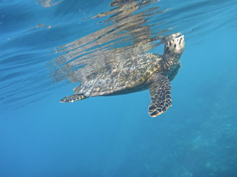 Schildkröte Adaaran Select Meedhupparu Island Resort - Premium All Inclusive