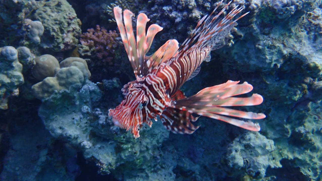 Strand Stella Beach Resort & Spa Makadi Bay