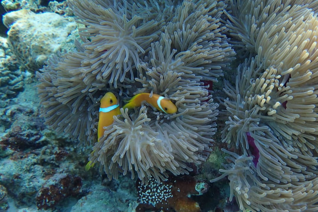 Beim Schnorcheln Filitheyo Island Resort