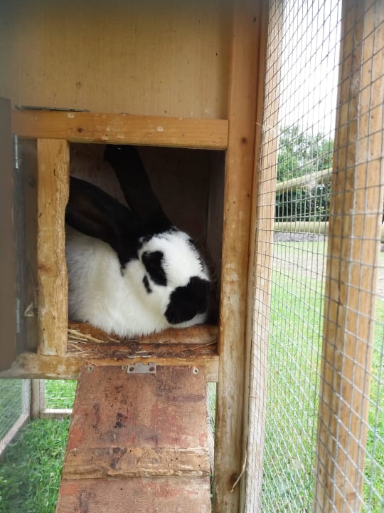 Kaninchen Wiesenberghof