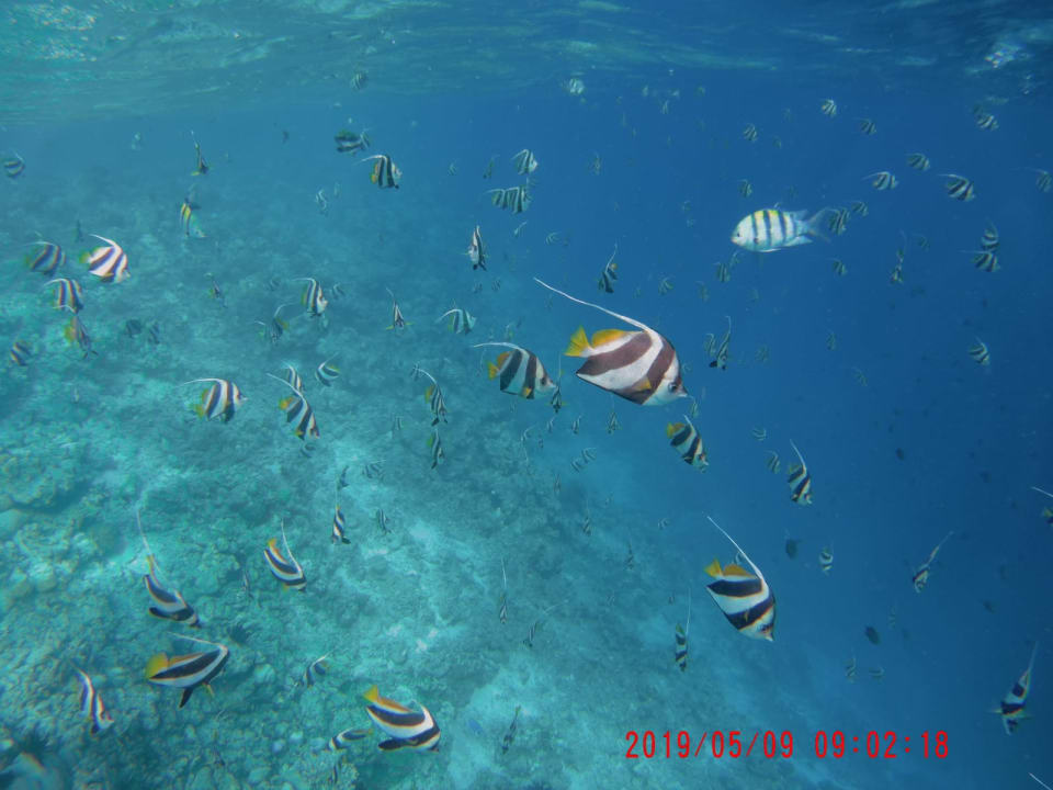 Sport & Freizeit Adaaran Select Meedhupparu Island Resort - Premium All Inclusive