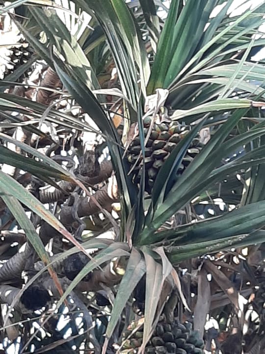 Gartenanlage Aldiana Club Fuerteventura