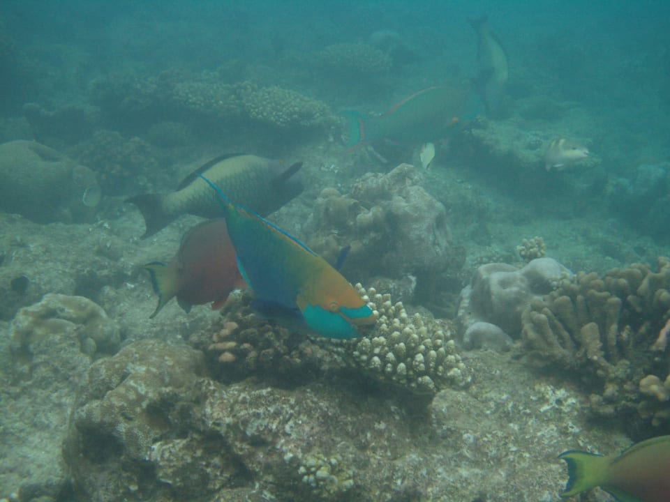 Papageienfisch Kuramathi Maldives