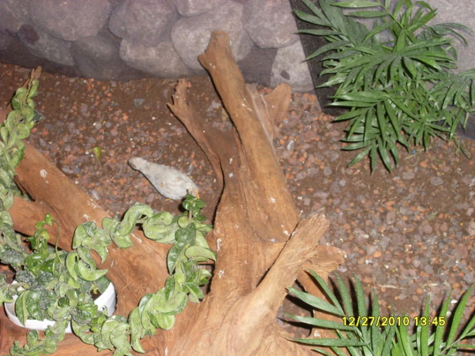 Dschungelland - Tropical Oase Ferienwohnungen Ferienpark Weissenhäuser Strand