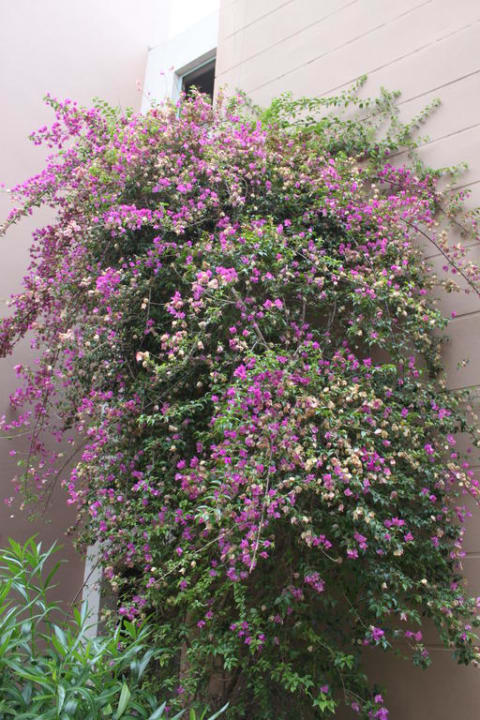 Цветы возле окна бунгало Greenwood Kemer Resort