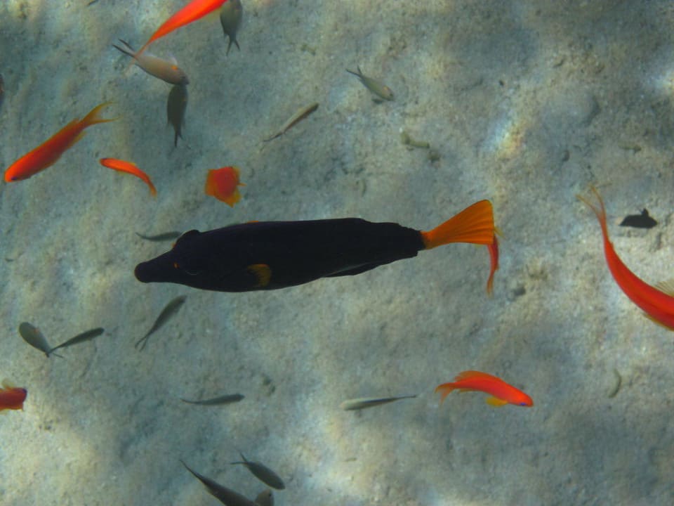 Hausriff Makadi Spa - Adults only