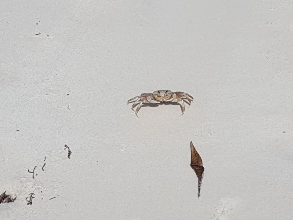 Strand Hotel Traveller's Club