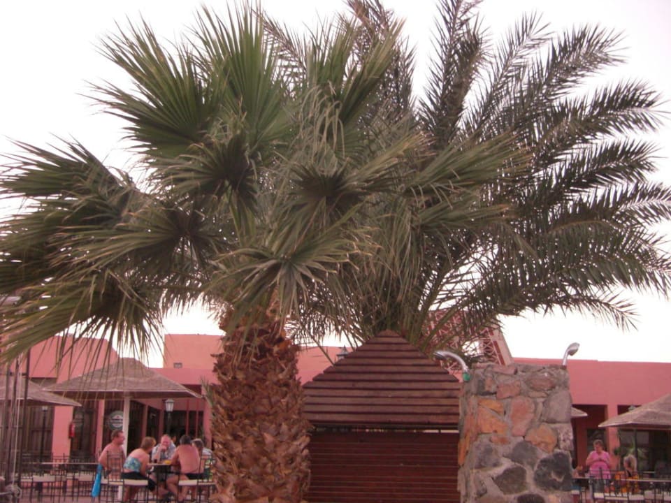 Palmen überall Eagles Paradise Abu Soma