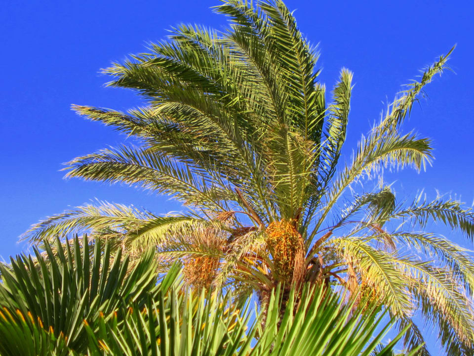 Gartenanlage Fuerte Conil-Resort