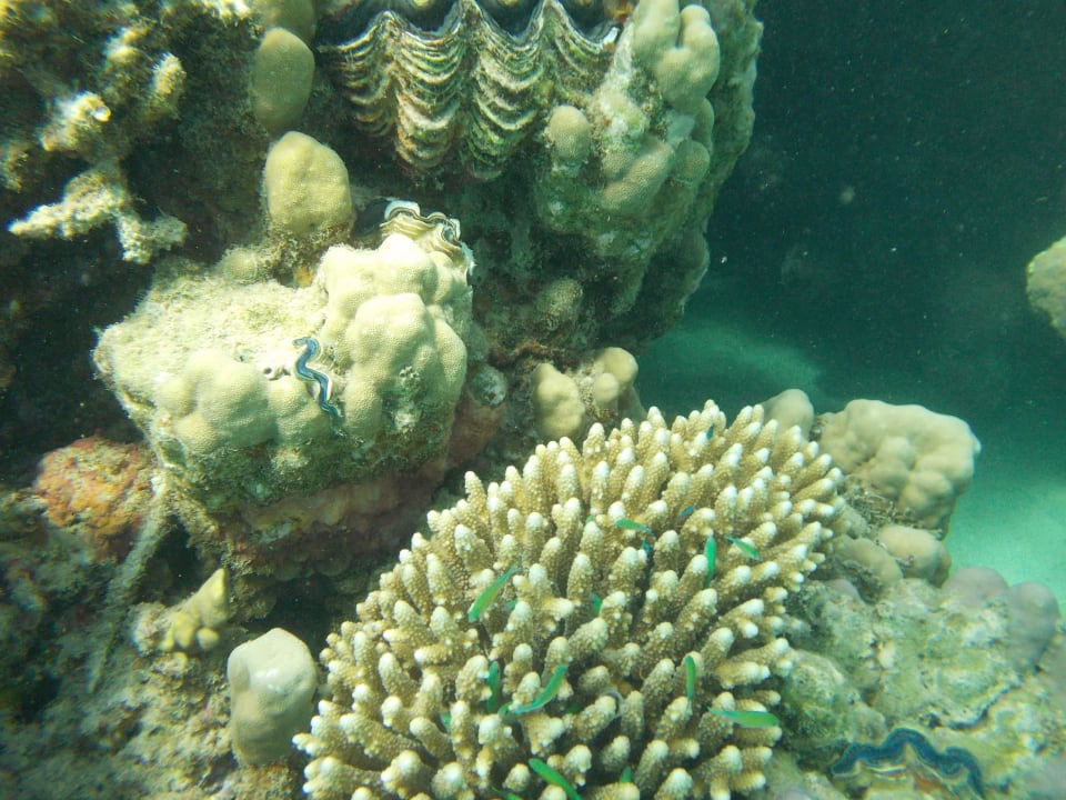 Koralle Pensée Royal Garden Beach Resort