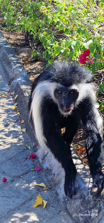 Zimmer Diani Sea Resort