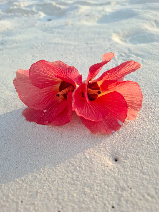 Strand Adaaran Select Meedhupparu Island Resort - Premium All Inclusive