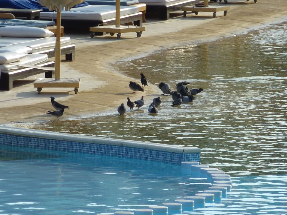 Das ist nur die Vorhut - so muss Pool Pickalbatros Alf Leila Wa Leila Resort - Neverland Hurghada