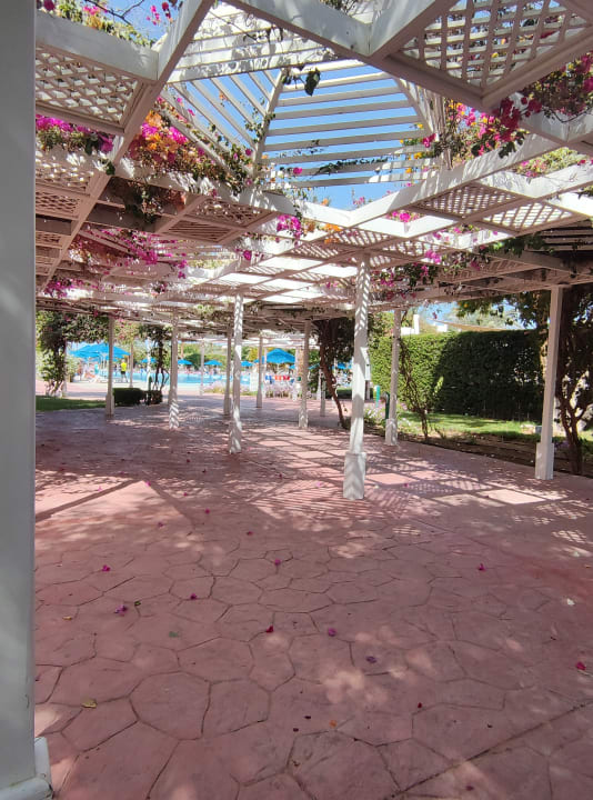 Gartenanlage Desert Rose