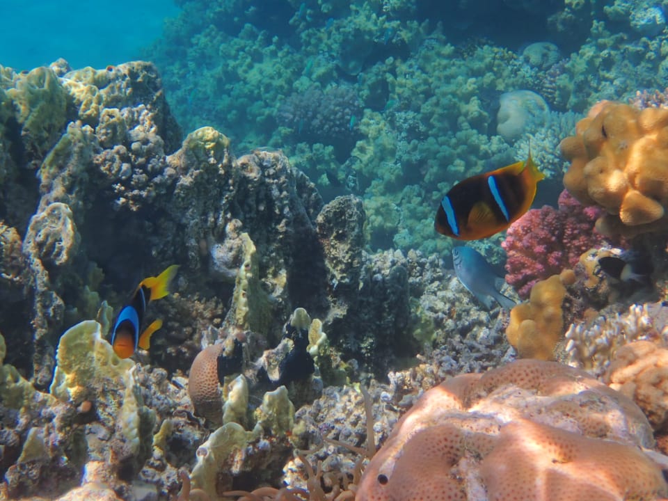 Strand Fort Arabesque Resort, Spa & Villas