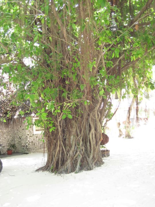 Seltsamer Baum Kuredu Island Resort & Spa