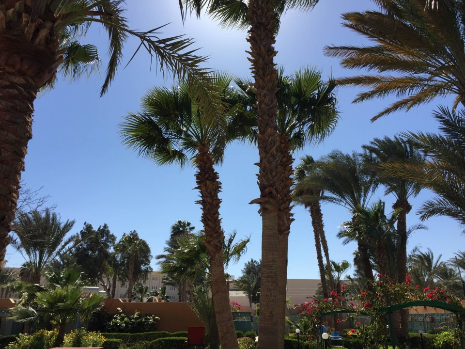 Von der Terrasse Giftun Azur Resort