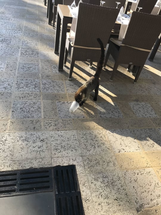 Süße Bären  Hotel Riu Lupita